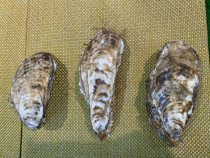 活貝カキ(3Lサイズ・1個)｜マルニ木下水産｜仙鳳趾育ちの